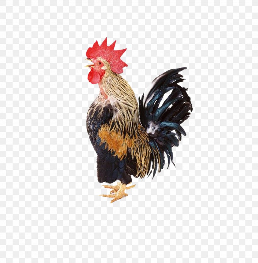 Chicken Rooster Clip Art, PNG, 2024x2067px, Chicken, Beak, Bird, Computer Graphics, Feather Download Free