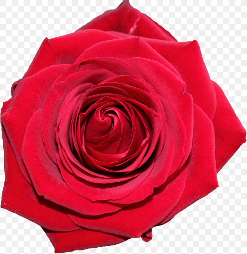 Centifolia Roses Garden Roses Clip Art, PNG, 2333x2401px, Centifolia Roses, Cut Flowers, Digital Media, Document, Floribunda Download Free