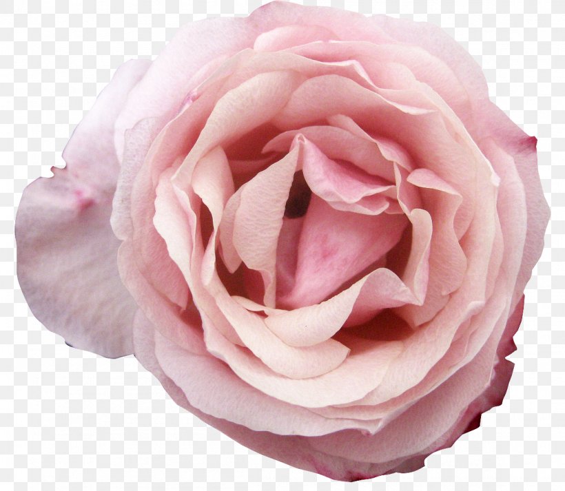 Clip Art, PNG, 1150x1000px, Centifolia Roses, Close Up, Cut Flowers, Floribunda, Flower Download Free