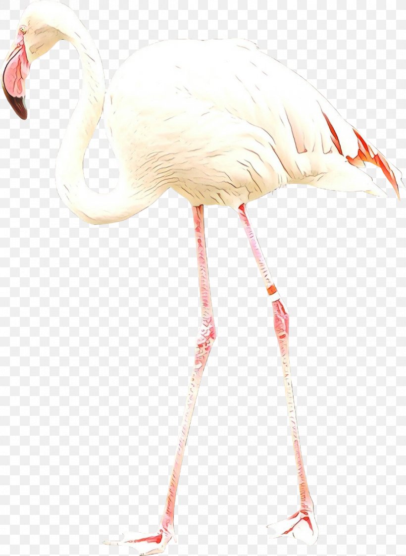 Crane Bird Beak Stork Feather, PNG, 1168x1600px, Crane, Beak, Bird, Feather, Flamingo Download Free