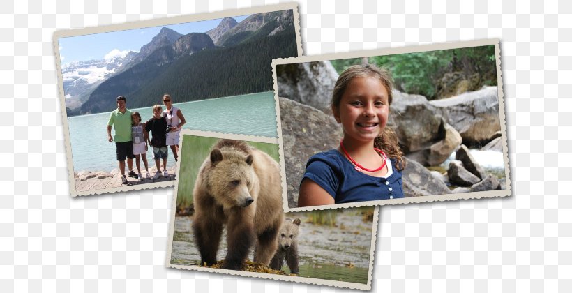 Grizzly Bear Western Canada Alaska Peninsula Brown Bear Earless Seal, PNG, 710x420px, Grizzly Bear, Alaska Peninsula Brown Bear, Alberta, Beach, Bear Download Free