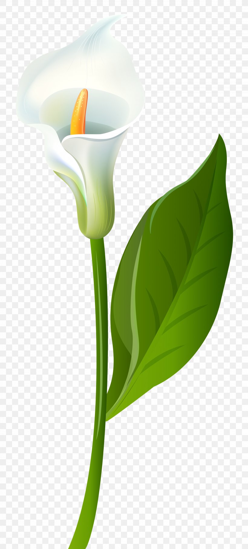 Arum-lily Lilium Flower Clip Art, PNG, 3610x8000px, Arumlily, Arum, Blog, Calla Lily, Callalily Download Free