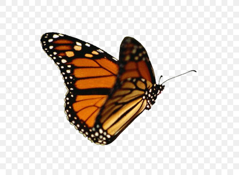 Butterfly Animation Clip Art, PNG, 600x600px, Butterfly, Animation, Apng, Arthropod, Brush Footed Butterfly Download Free