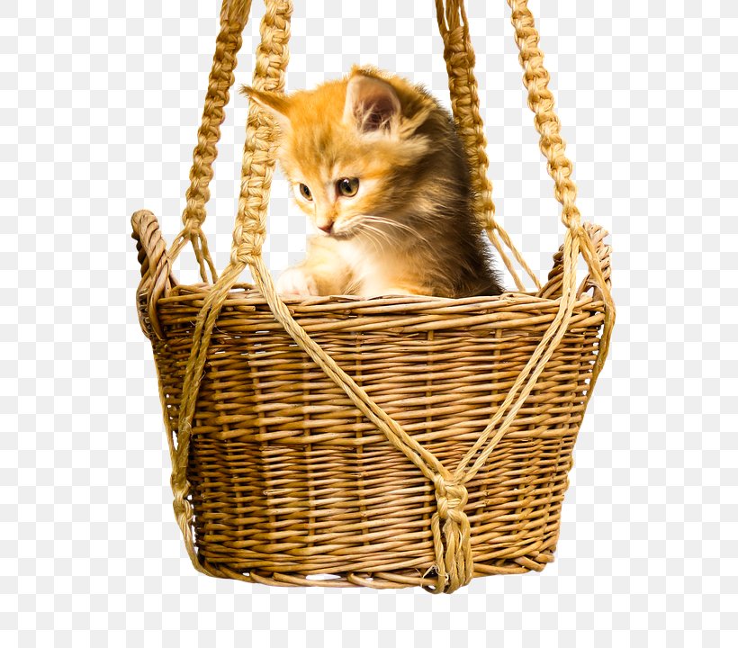 Cat Kitten Pet Clip Art, PNG, 574x720px, Cat, Animal, Basket, Cat Like Mammal, Dog Download Free