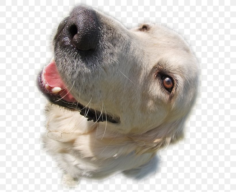 Dog Breed Snout Retriever Sporting Group, PNG, 600x667px, Dog, Animal, Breed Group Dog, Canidae, Carnivora Download Free