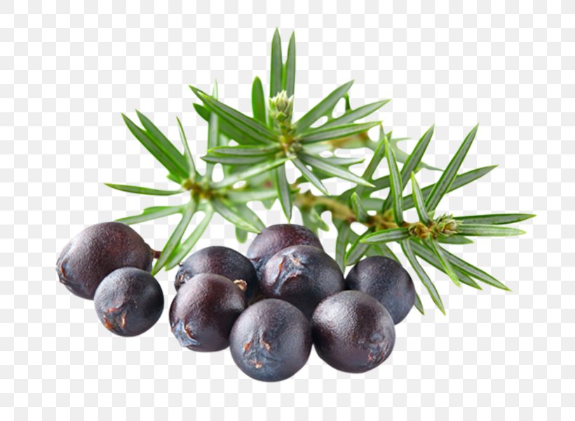 Gin Juniper Berry Oil Distilled Beverage, PNG, 800x600px, Gin, Agathosma Betulina, Aromatherapy, Berry, Bilberry Download Free