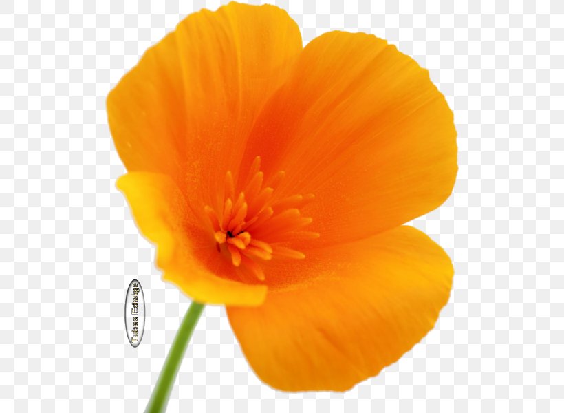 California Poppy Web Hosting Service Plant Stem, PNG, 516x600px, 2018, California Poppy, Eschscholzia, Eschscholzia Californica, Flower Download Free