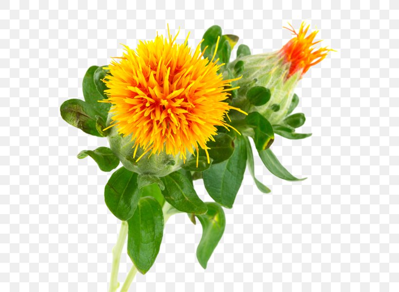 Safflower Oil Vegetable Oil Seed Oil, PNG, 600x600px, Safflower, Annual Plant, Aster, Blanket Flowers, Carthamus Download Free