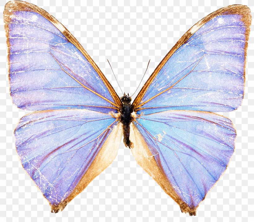 Butterfly Morpho Menelaus Stock Photography Blue, PNG, 2000x1747px, Butterfly, Arthropod, Blue, Brush Footed Butterfly, Danaus Genutia Download Free