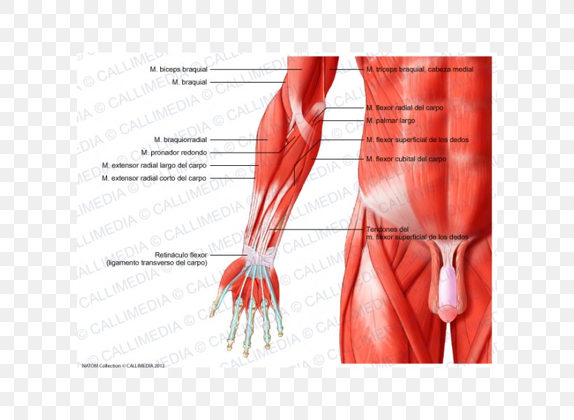 Anterior Compartment Of The Forearm Muscle Elbow, PNG, 600x600px, Watercolor, Cartoon, Flower, Frame, Heart Download Free