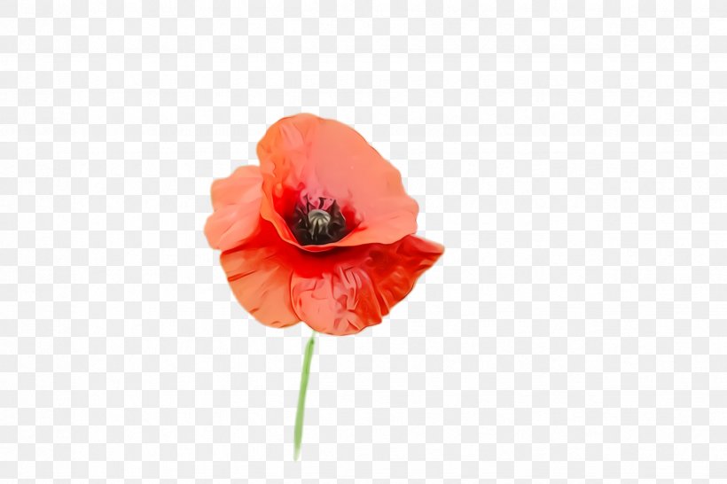 Blossom Background, PNG, 2448x1632px, Poppy Flower, Anemone, Bloom, Blossom, Closeup Download Free