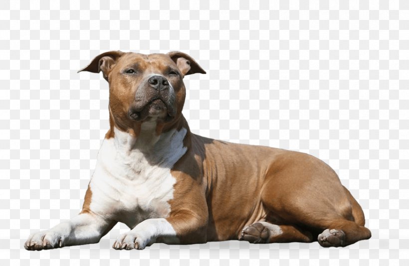 Dog Breed American Staffordshire Terrier Staffordshire Bull Terrier Companion Dog, PNG, 875x570px, Dog Breed, American Staffordshire Terrier, Breed, Breeder, Carnivoran Download Free