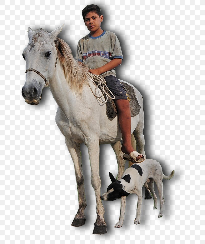 Niuas Mustang Apia Horse Harnesses Pack Animal, PNG, 650x975px, Mustang, Distance, Horse, Horse Harness, Horse Harnesses Download Free