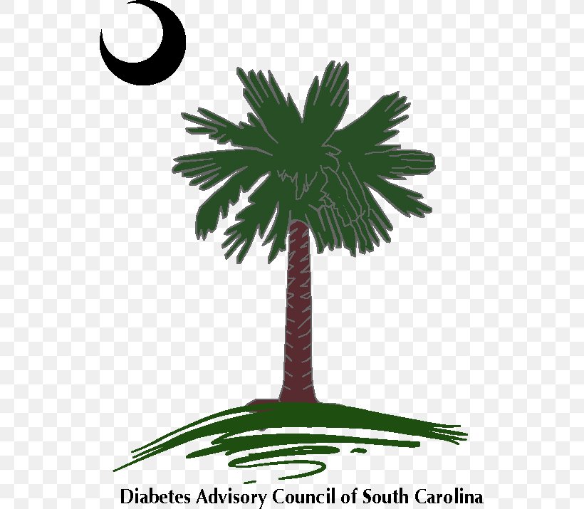 Sabal Palm Arecaceae Flag Of South Carolina Decal, PNG, 539x715px, Sabal Palm, Arecaceae, Arecales, Borassus Flabellifer, Crescent Download Free