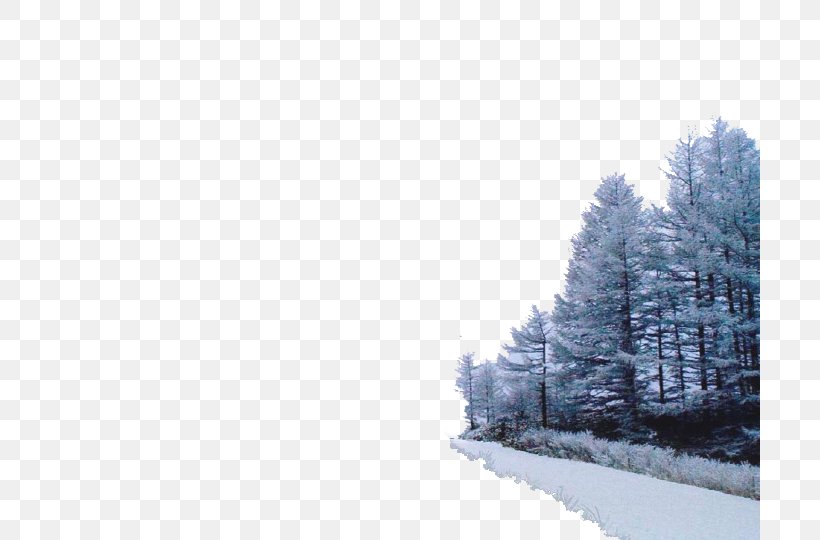 Winter Tree Snow, PNG, 700x540px, Winter, Blizzard, Blog, Conifer, Daum Download Free