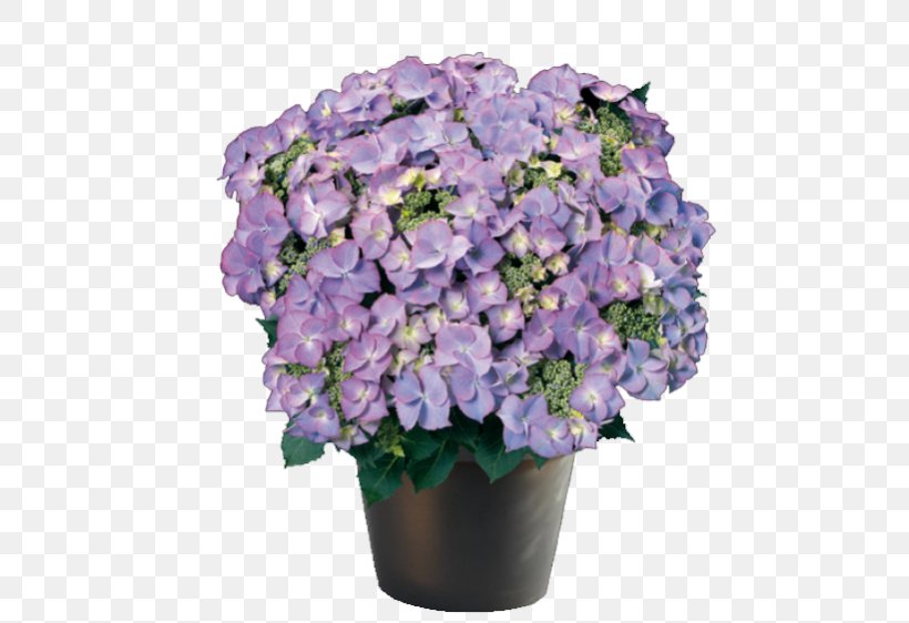 French Hydrangea Ornamental Plant Flower Violet, PNG, 562x562px, French Hydrangea, Annual Plant, Blue, Cornales, Cut Flowers Download Free
