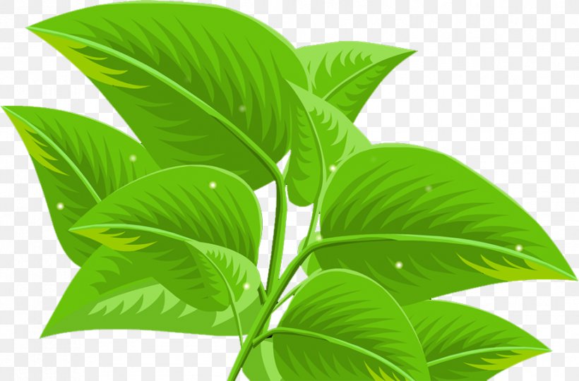 Leaf, PNG, 917x604px, Leaf, Green, Plant Download Free