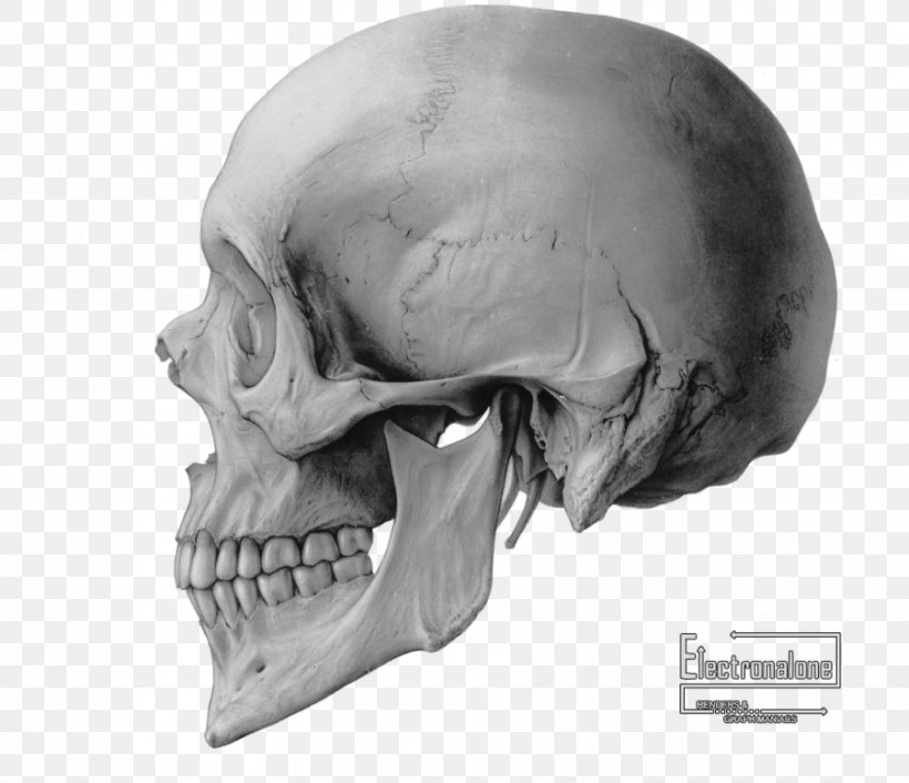 Skull Drawing Bone Clip Art, PNG, 900x775px, Skull, Anatomy, Art, Black And White, Bone Download Free