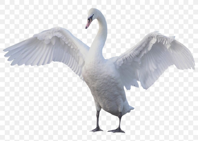 Goose Mute Swan Bird Black Swan, PNG, 1600x1142px, Goose, Anatidae, Beak, Bird, Black Swan Download Free