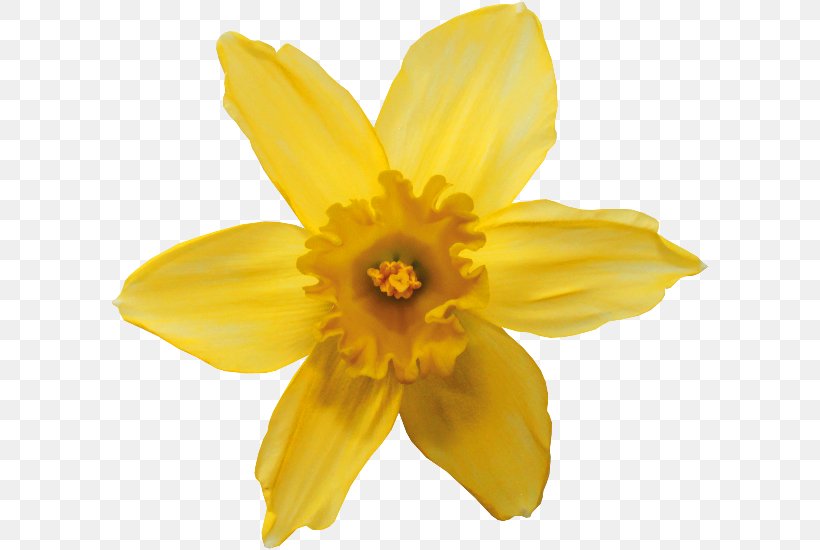 Narcissus Pseudonarcissus Narcissus Tazetta Flower Animation Tulip, PNG ...