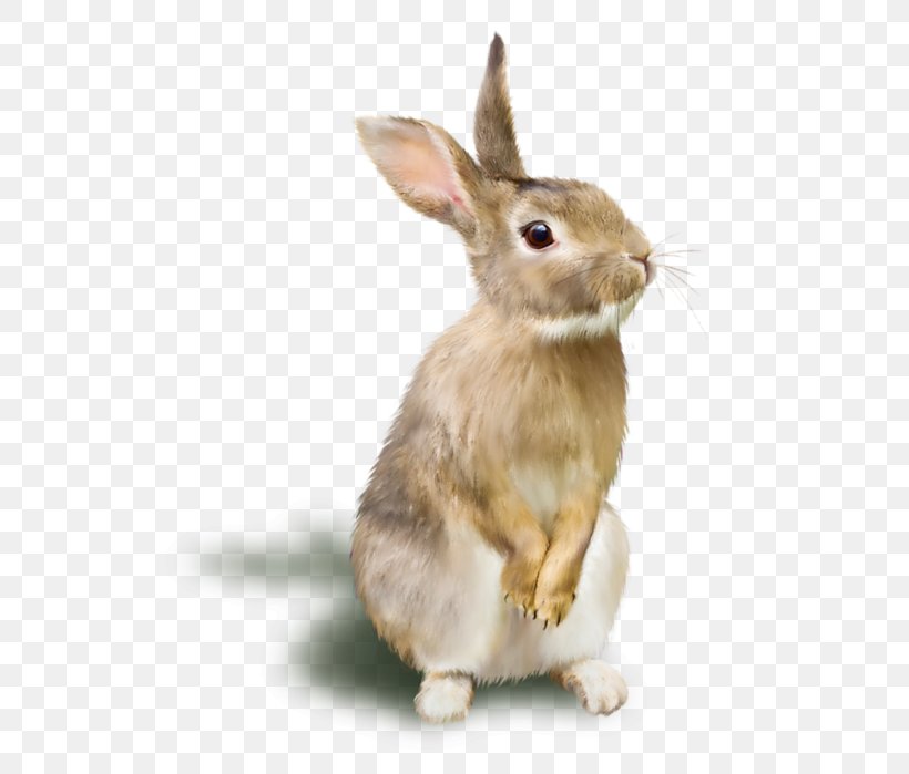 Rabbit Raster Graphics RGB Color Model, PNG, 540x699px, Rabbit, Cmyk Color Model, Domestic Rabbit, Fauna, Hare Download Free