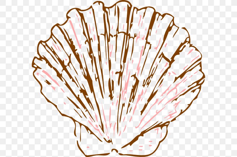 Seashell Pectinidae Drawing Mollusc Shell Clip Art, PNG, 600x544px, Seashell, Argonaut, Conch, Drawing, Flower Download Free