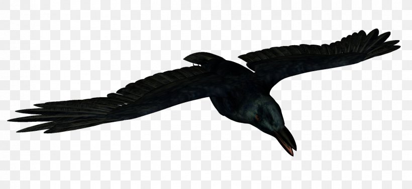 Bird Common Raven Animal Icon, PNG, 1453x669px, Bird, Animal, Beak, Bird Of Prey, Black Download Free