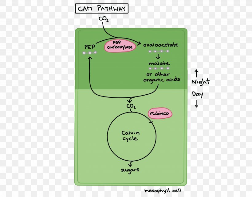 C3, C4: Mechanisms, And Cellular And Environmental Regulation, Of Photosynthesis Crassulacean Acid Metabolism C3 Carbon Fixation C4 Carbon Fixation Diagram, PNG, 3014x2349px, Crassulacean Acid Metabolism, Area, Biology, C3 Carbon Fixation, C4 Carbon Fixation Download Free