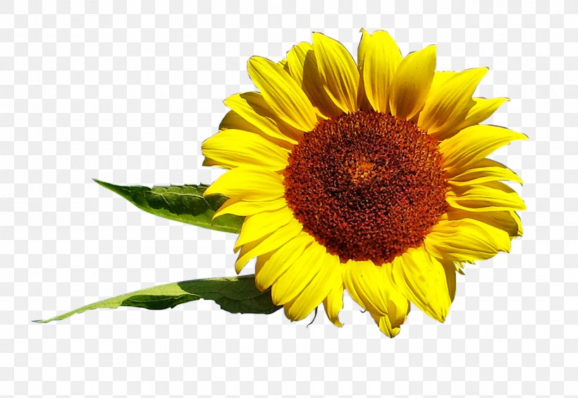 Common Sunflower Sunflower Seed, PNG, 1280x881px, Common Sunflower, Annual Plant, Blanket Flowers, Daisy Family, Flower Download Free