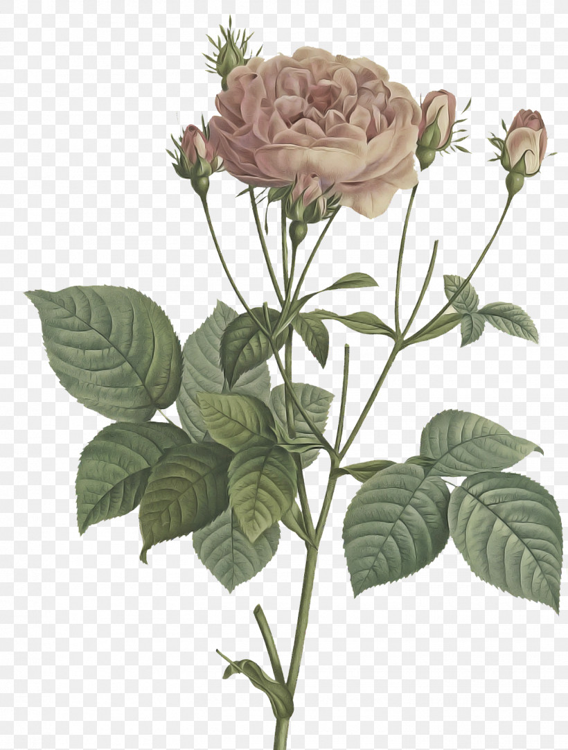 Garden Roses, PNG, 1455x1920px, Flower, Cabbage Rose, Cut Flowers, Drawing, Flower Bouquet Download Free