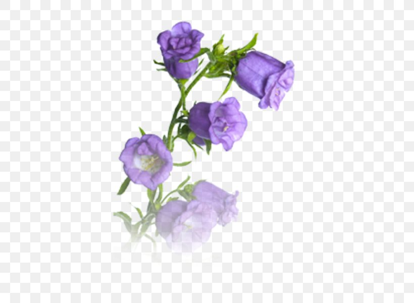 Harebell Stock Photography Getty Images, PNG, 557x600px, Harebell, Bellflower, Bellflower Family, Bellflowers, Cabbage Rose Download Free
