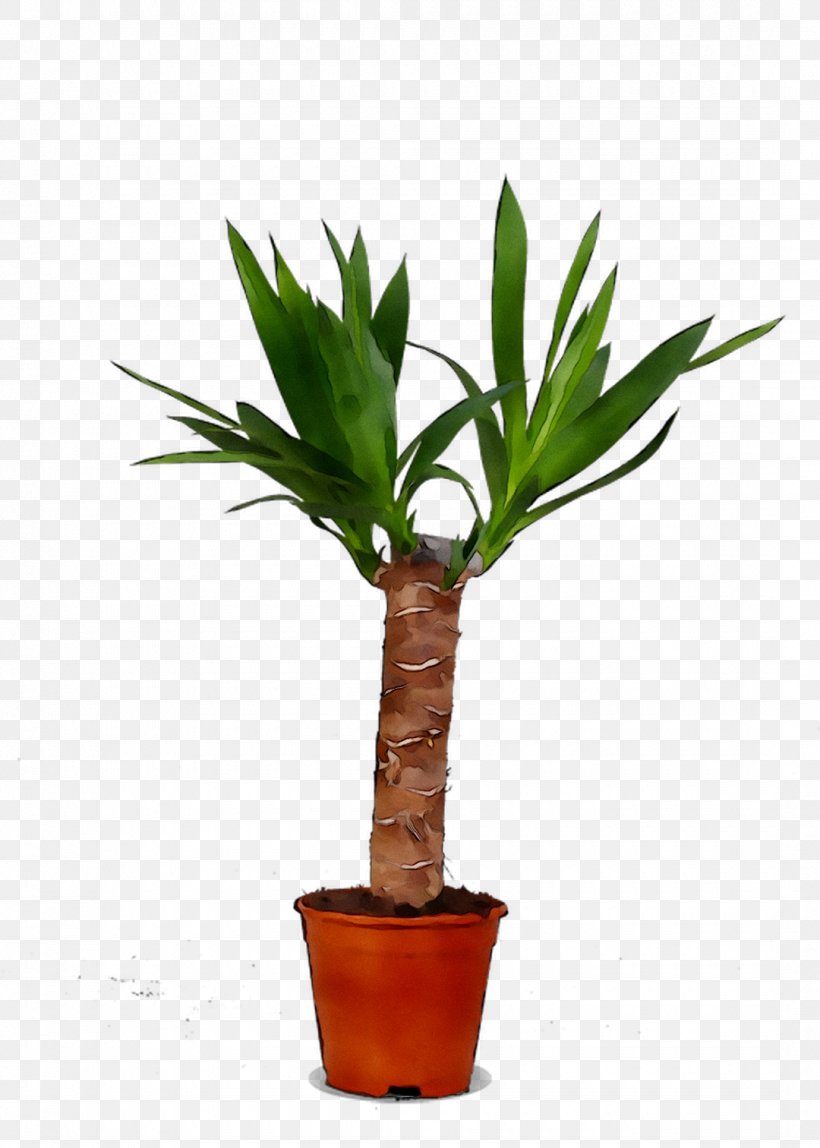 Palm Trees Flowerpot Houseplant Plant Stem Plants, PNG, 1080x1512px, Palm Trees, Arecales, Flower, Flowering Plant, Flowerpot Download Free