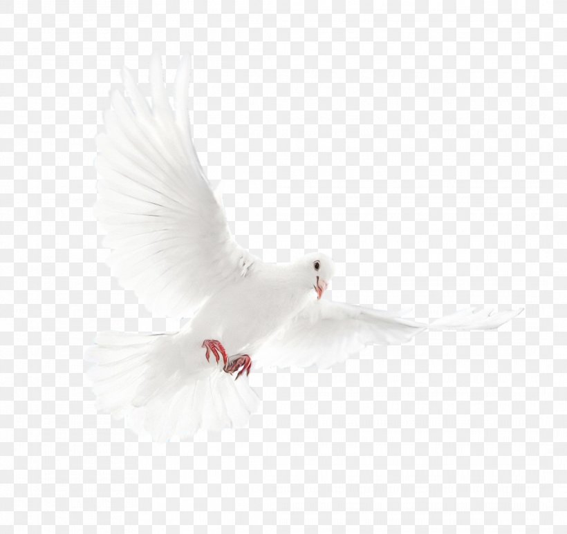 Bird Cartoon, PNG, 2128x2008px, Beak, Bird, Feather, Pigeons And Doves, Tail Download Free