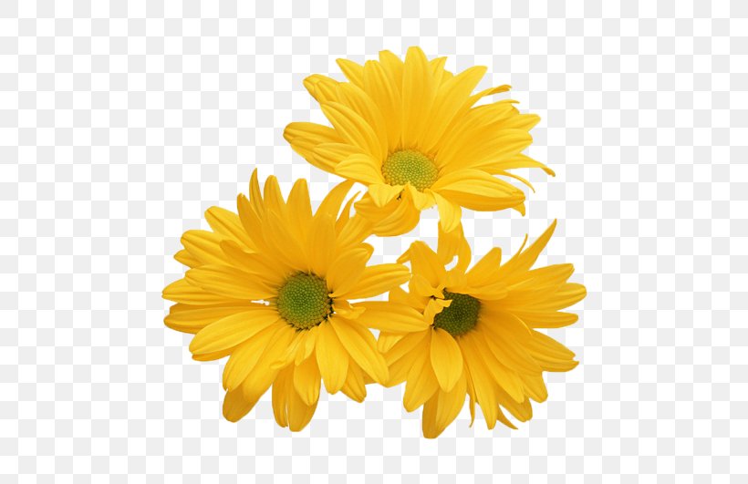 Chrysanthemum Yellow Flower White Stock Photography, PNG, 531x531px, Chrysanthemum, Calendula, Chrysanths, Color, Cut Flowers Download Free