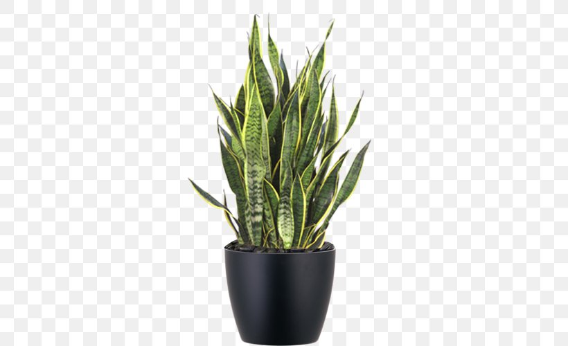 Viper's Bowstring Hemp Sansevieria Zeylanica Devil's Ivy Chinese Evergreens Houseplant, PNG, 500x500px, Sansevieria Zeylanica, Agave, Aloe, Aloe Vera, Bird Of Paradise Flower Download Free