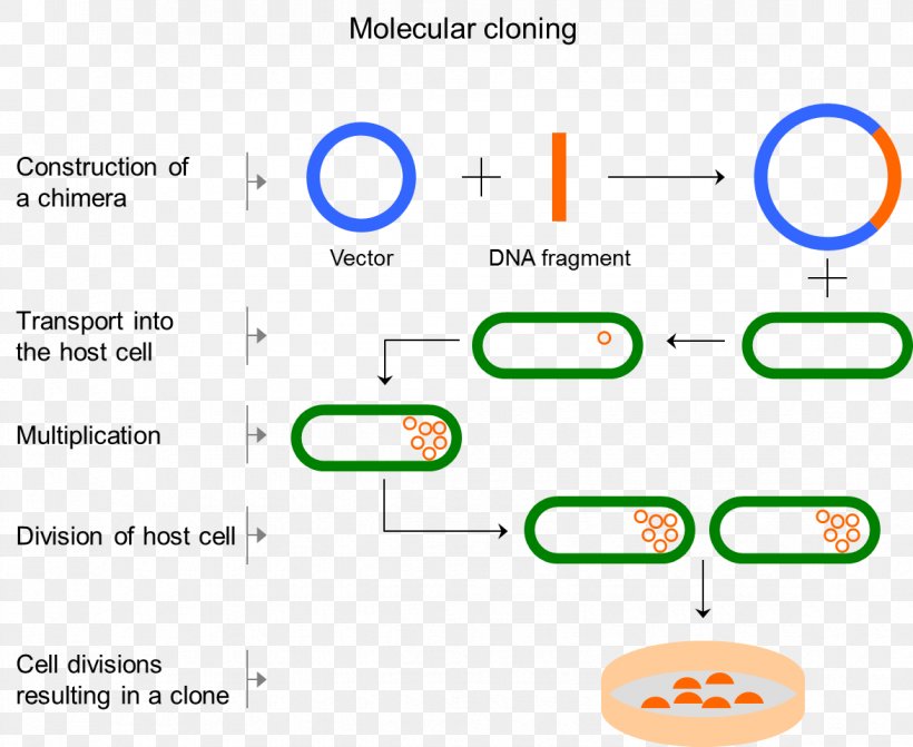 Molecular Cloning Vector Cell Molecular Biology, PNG, 1174x962px, Cloning, Area, Artificial Gene Synthesis, Brand, Cell Download Free