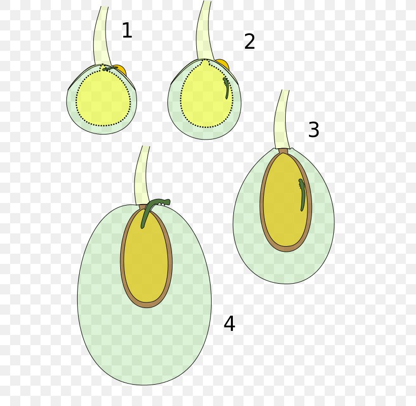 Olive Moth Olive Fruit Fly Pear Veraison, PNG, 600x800px, Olive, Email, Flowering Plant, Food, Fruit Download Free