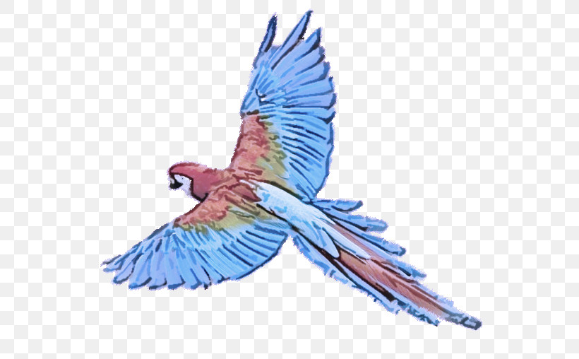 Budgerigar Birds Macaw True Parrot Parrots Of New Guinea, PNG, 579x508px, Budgerigar, Beak, Birds, Blueandyellow Macaw, Fig Parrot Download Free