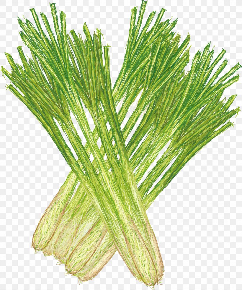 Cymbopogon Citratus Royalty-free Stock Photography Illustration, PNG, 2179x2609px, Cymbopogon Citratus, Commodity, Depositphotos, Drawing, Fennel Download Free