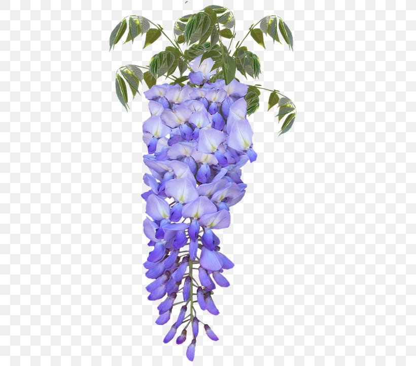 Japanese Wisteria Flower Wisteria Frutescens Legumes, PNG, 405x720px, Japanese Wisteria, Branch, Cut Flowers, Floral Design, Flower Download Free