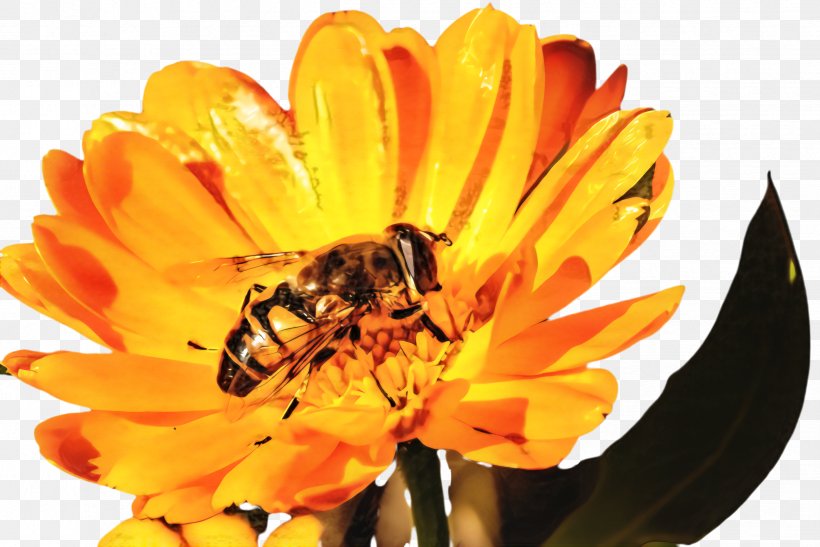 Queen Cartoon, PNG, 2444x1632px, Marigold, Apoidea, Bee, Bee Pollen, Beekeeping Download Free