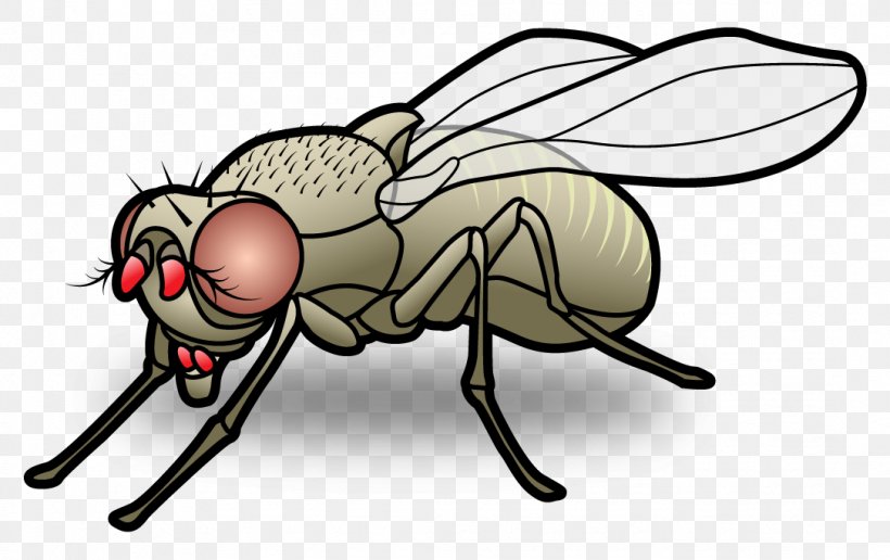 Fly Mosquito Insect Sensillum Clip Art, PNG, 1085x684px, Fly, Antenna, Arthropod, Artwork, Common Fruit Fly Download Free