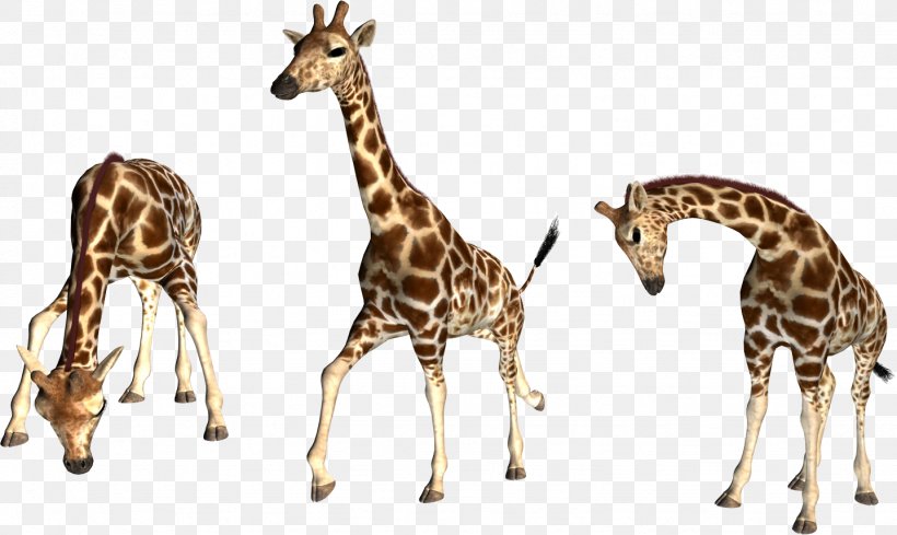 Northern Giraffe Presentation Clip Art, PNG, 1437x858px, Northern Giraffe, Animal, Digital Image, Fauna, Giraffe Download Free