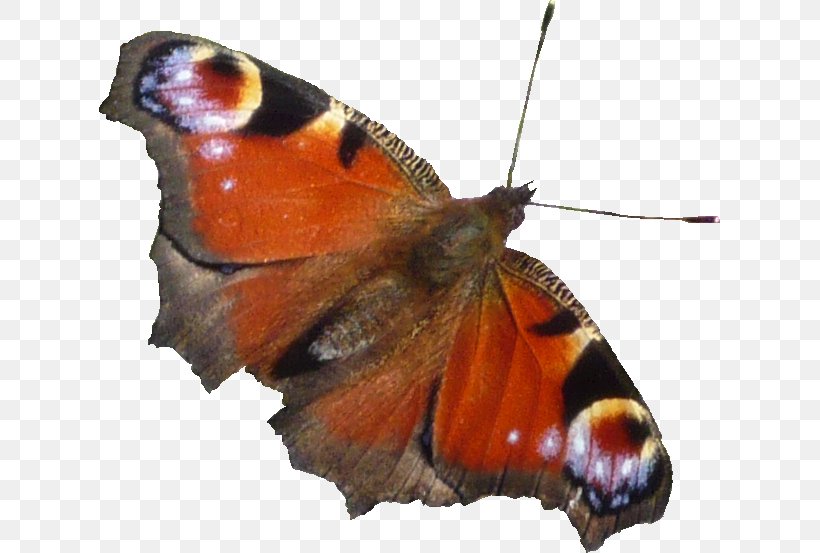 Pieridae Butterflies And Moths, PNG, 621x553px, Pieridae, Arthropod, Bilderberg Group, Brush Footed Butterfly, Butterflies And Moths Download Free