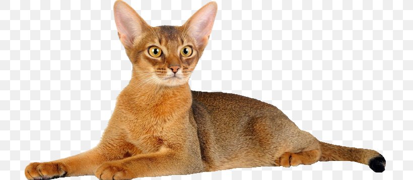 Abyssinian Cat Kitten Donskoy Cat Sphynx Cat Peterbald, PNG, 721x359px, Abyssinian Cat, Abyssinian, Asian, Bengal Cat, Breed Download Free