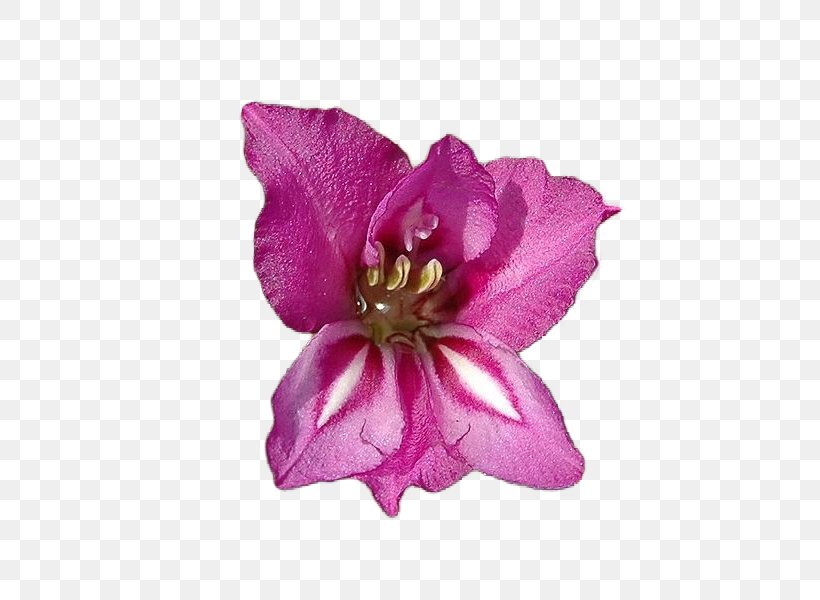 Birth Flower Flower Garden Bulb, PNG, 600x600px, Flower, Birth Flower, Bulb, Cut Flowers, Daffodil Download Free