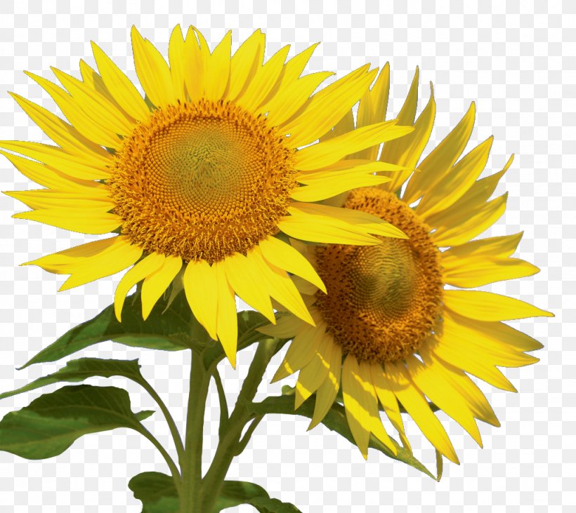 Common Sunflower Image Desktop Wallpaper Information, PNG, 1024x914px, Flower, Annual Plant, Asterales, Common Sunflower, Daisy Family Download Free