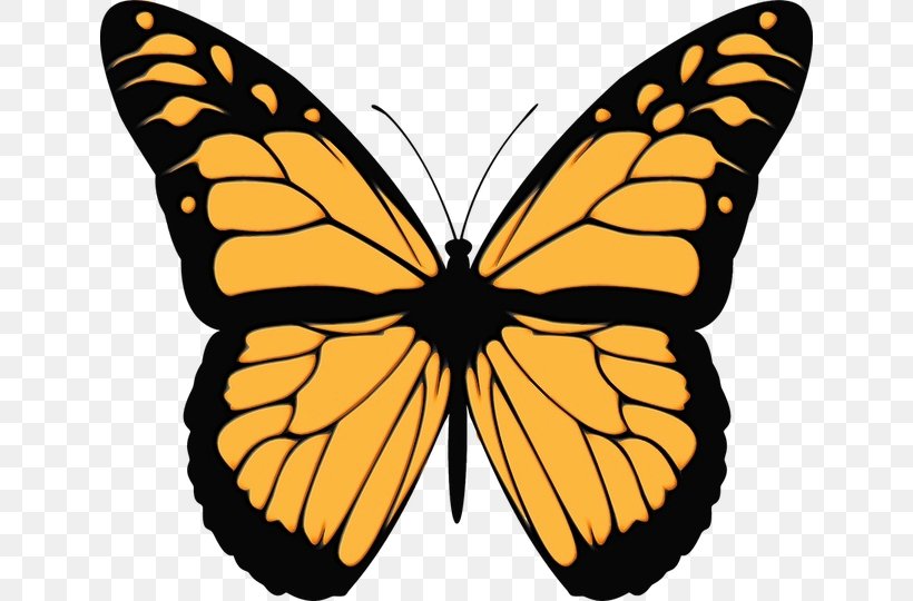 Monarch Butterfly Drawing, PNG, 640x540px, Butterfly, Brushfooted Butterfly, Coloring Book, Cynthia Subgenus, Drawing Download Free