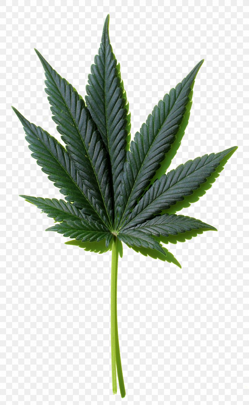 Cannabis Hemp Desktop Wallpaper Leaf, PNG, 2508x4080px, 420 Day, Cannabis, Cannabis Cultivation, Hash Oil, Hemp Download Free