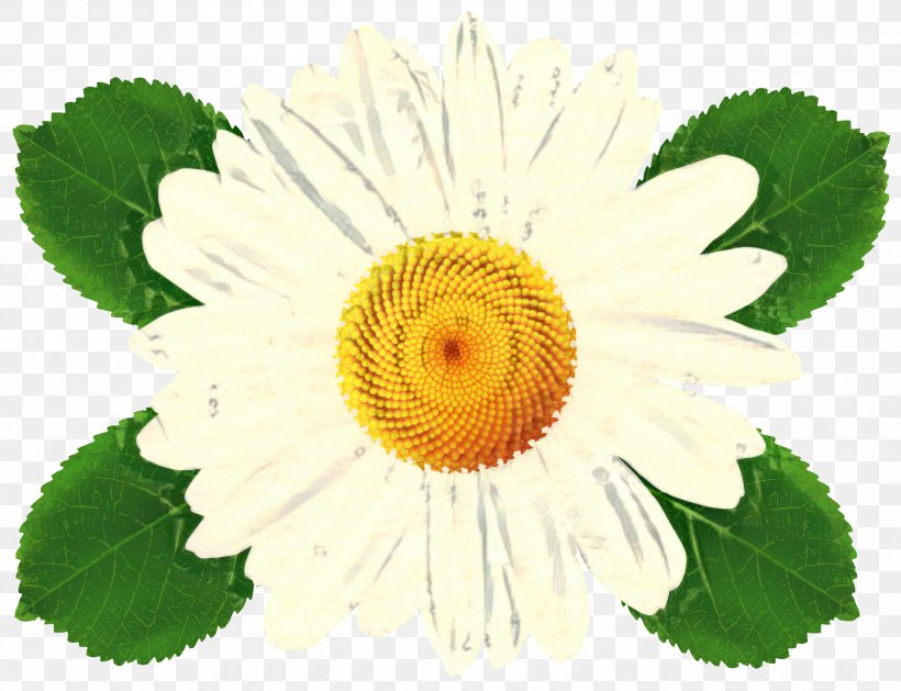 Chamomile Flower, PNG, 3000x2303px, Chrysanthemum, Annual Plant, Camomile, Chamomile, Flower Download Free